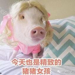 肥猪猪娱乐吃瓜酱